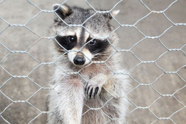 Tallahassee Wildlife Removal