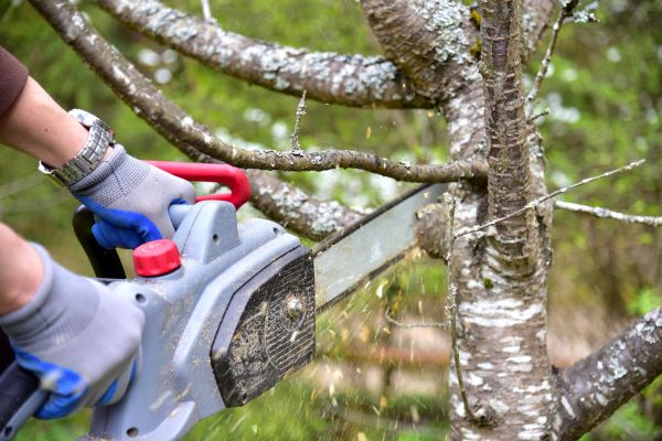 Tallahassee Tree Trimming